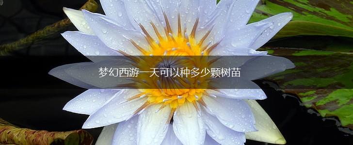 梦幻西游一天可以种多少颗树苗,第1张