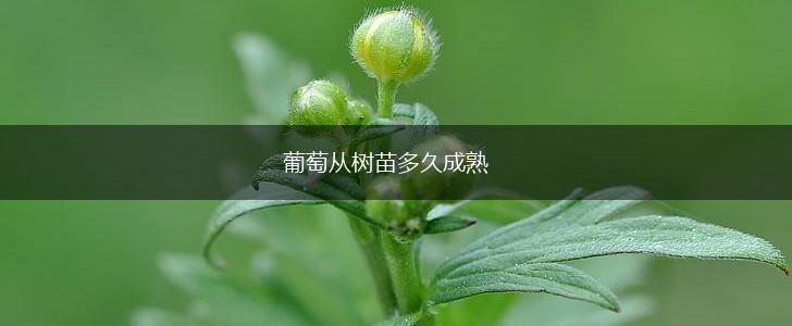 葡萄从树苗多久成熟,第1张