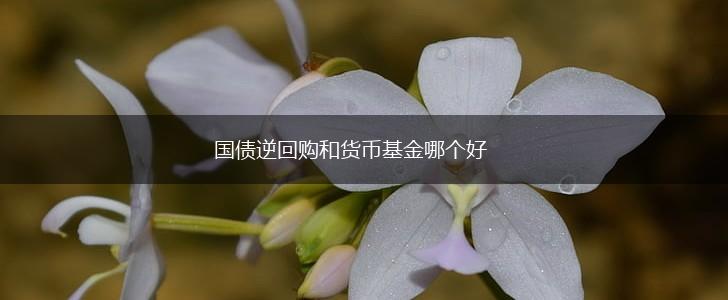 国债逆回购和货币基金哪个好,第1张