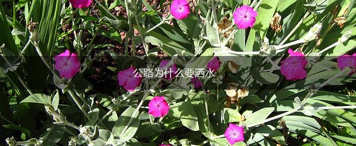 公路为什么要洒水,第1张