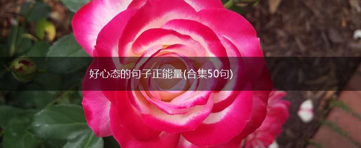 好心态的句子正能量(合集50句),第1张