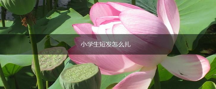 小学生短发怎么扎,第1张