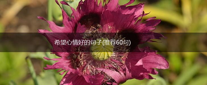 希望心情好的句子(推荐60句),第1张