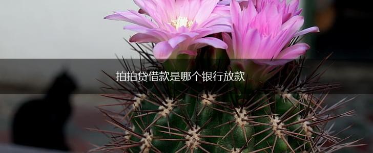 拍拍贷借款是哪个银行放款,第1张