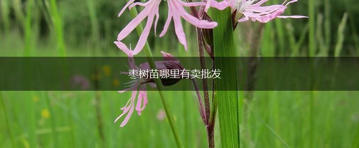 枣树苗哪里有卖批发,第1张