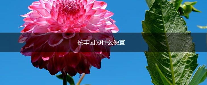 长丰园为什么便宜,第1张