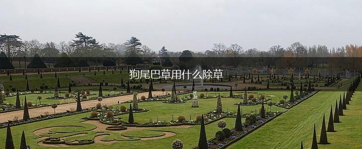 狗尾巴草用什么除草,第1张