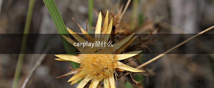 carplay是什么,第1张
