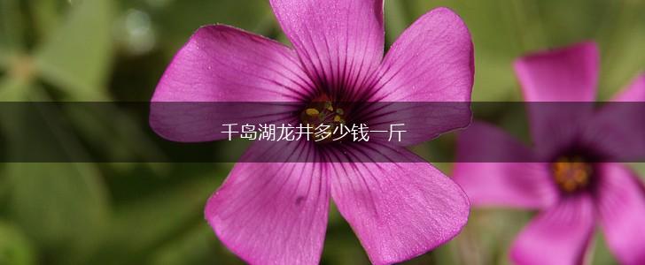 千岛湖龙井多少钱一斤,第1张