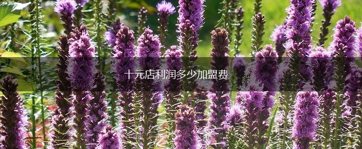 十元店利润多少加盟费,第1张