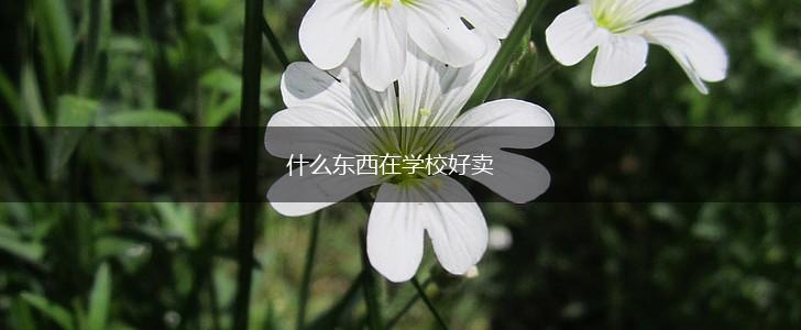 什么东西在学校好卖,第1张