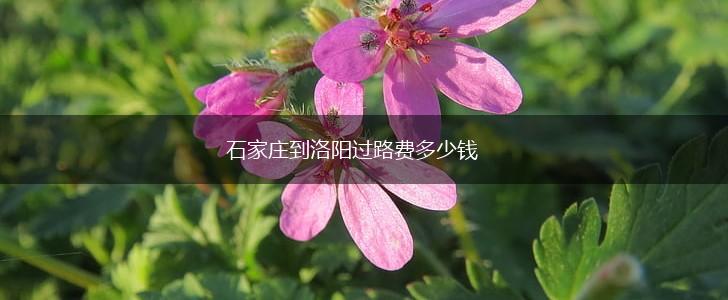 石家庄到洛阳过路费多少钱,第1张