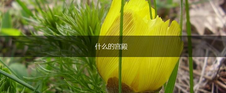 什么的宫殿,第1张