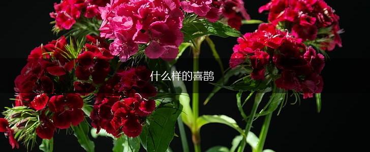 什么样的喜鹊,第1张