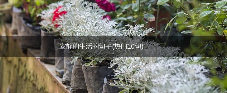 安静的生活的句子(热门10句),第1张