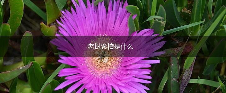 老挝紫檀是什么,第1张