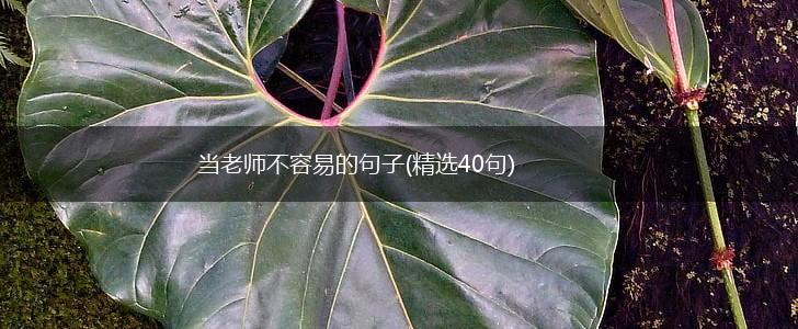当老师不容易的句子(精选40句),第1张
