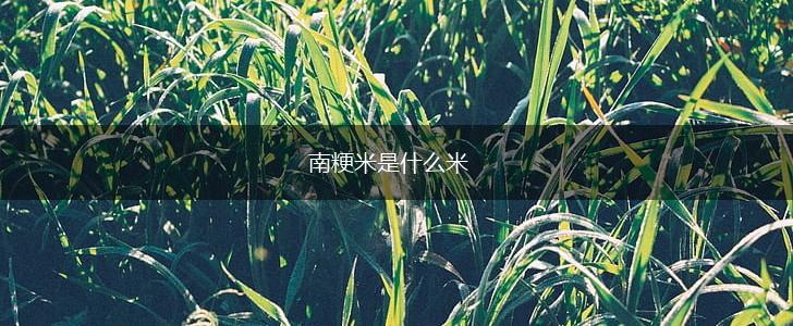 南粳米是什么米,第1张