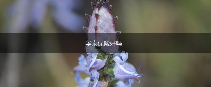 华泰保险好吗,第1张