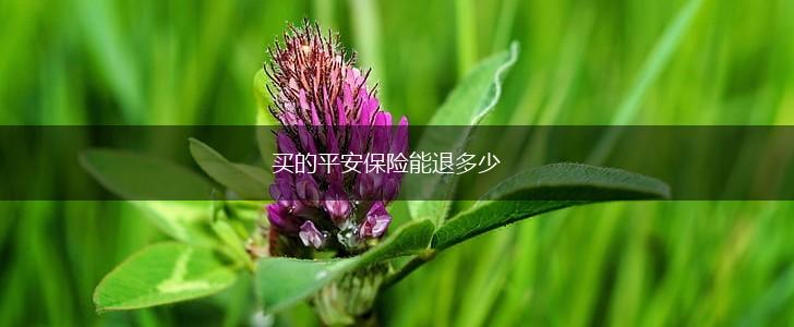 买的平安保险能退多少,第1张