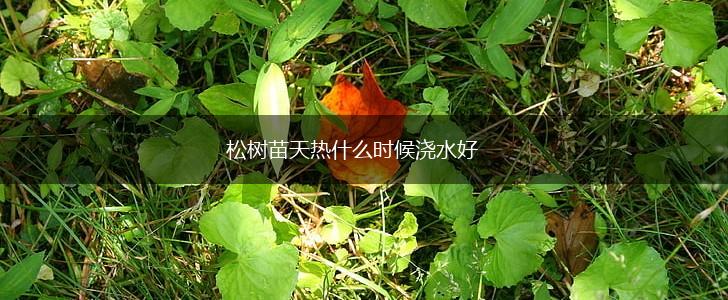 松树苗天热什么时候浇水好,第1张