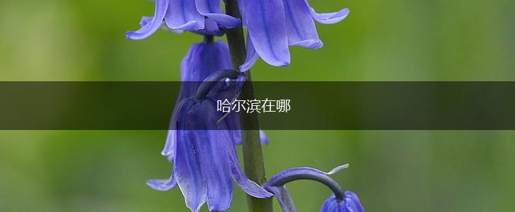 哈尔滨在哪,第1张