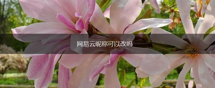 网易云昵称可以改吗,第1张