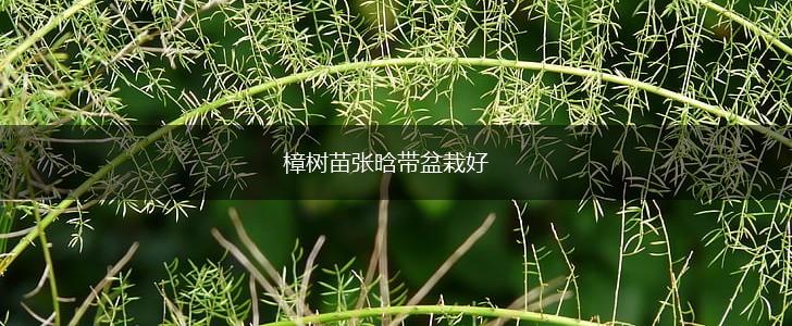 樟树苗张晗带盆栽好,第1张
