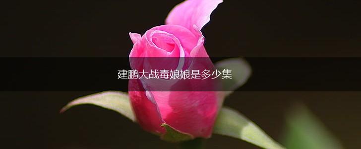 建鹏大战毒娘娘是多少集,第1张