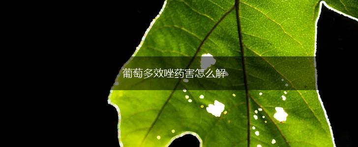 葡萄多效唑药害怎么解,第1张