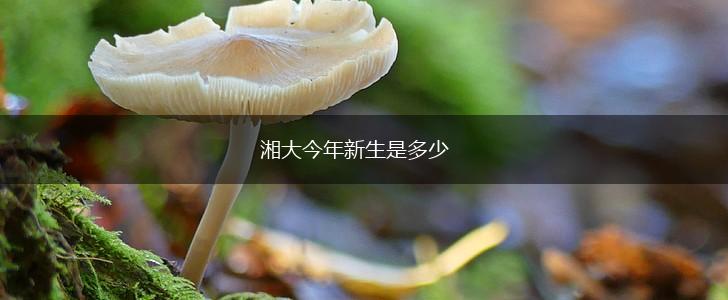 湘大今年新生是多少,第1张
