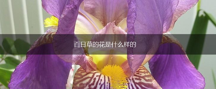百日草的花是什么样的,第1张
