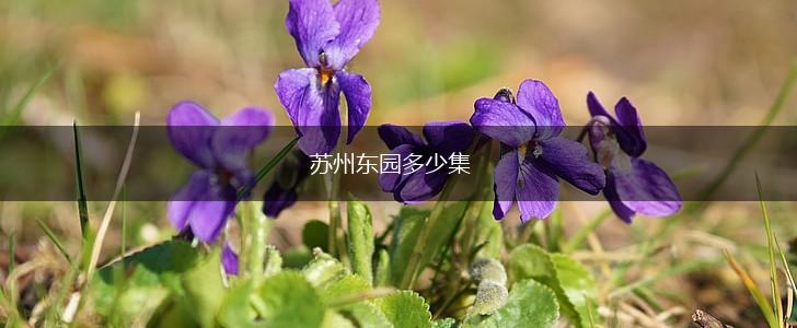 苏州东园多少集,第1张