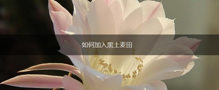 如何加入黑土麦田,第1张