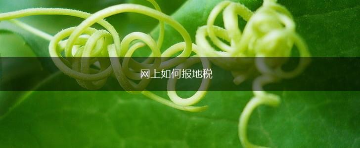 网上如何报地税,第1张