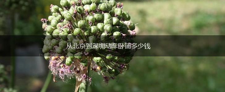 从北京到深圳动车卧铺多少钱,第1张