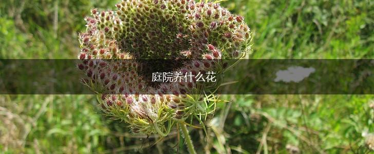 庭院养什么花,第1张