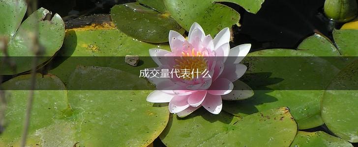 成交量代表什么,第1张
