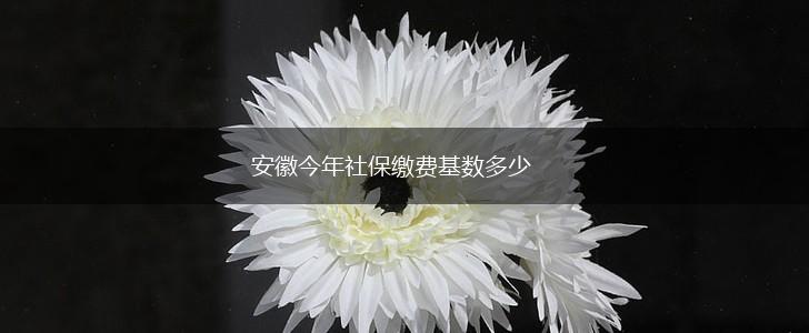 安徽今年社保缴费基数多少,第1张