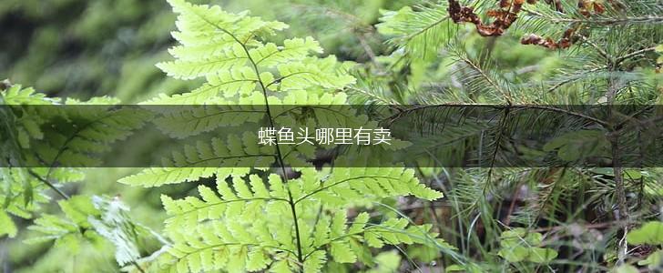 蝶鱼头哪里有卖,第1张