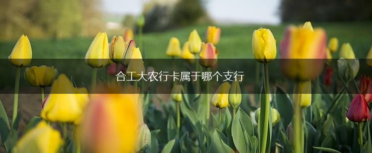合工大农行卡属于哪个支行,第1张