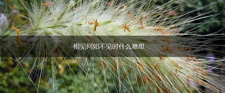 相见何如不见时什么意思,第1张