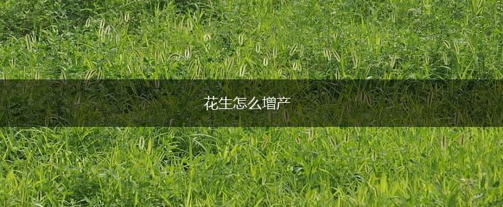 花生怎么增产,第1张