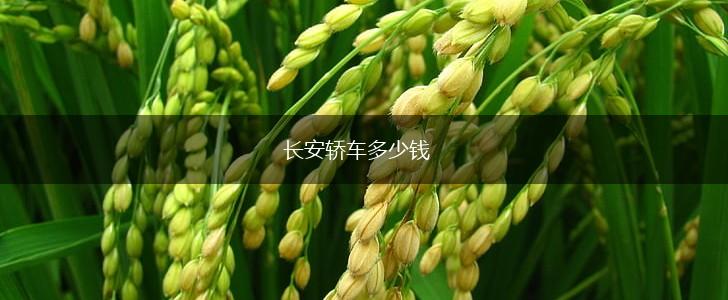 长安轿车多少钱,第1张
