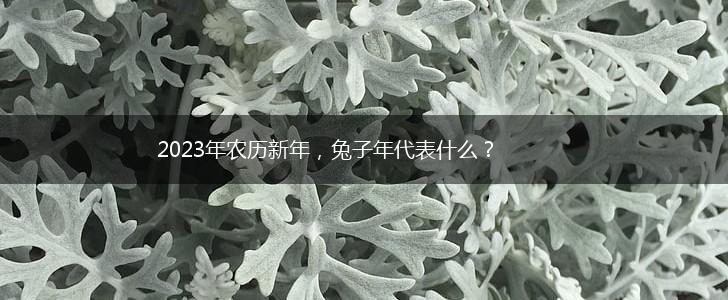 2023年农历新年，兔子年代表什么？,第1张
