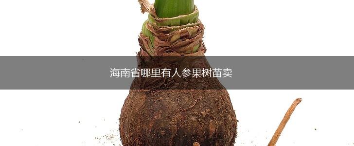 海南省哪里有人参果树苗卖,第1张