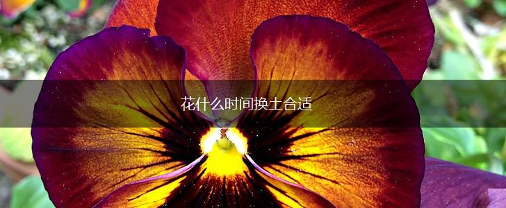花什么时间换土合适,第1张