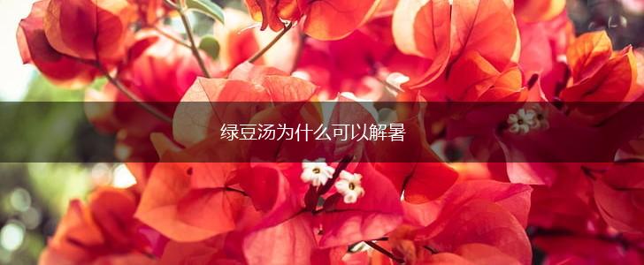 绿豆汤为什么可以解暑,第1张
