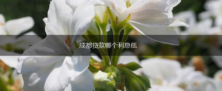 成都贷款哪个利息低,第1张