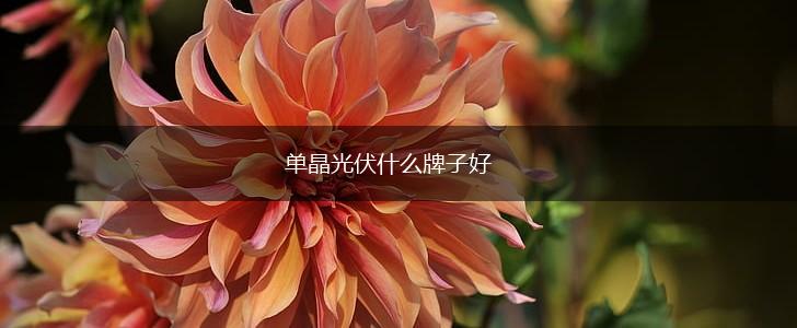 单晶光伏什么牌子好,第1张